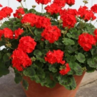 キャプチャ2 キャプチャ2